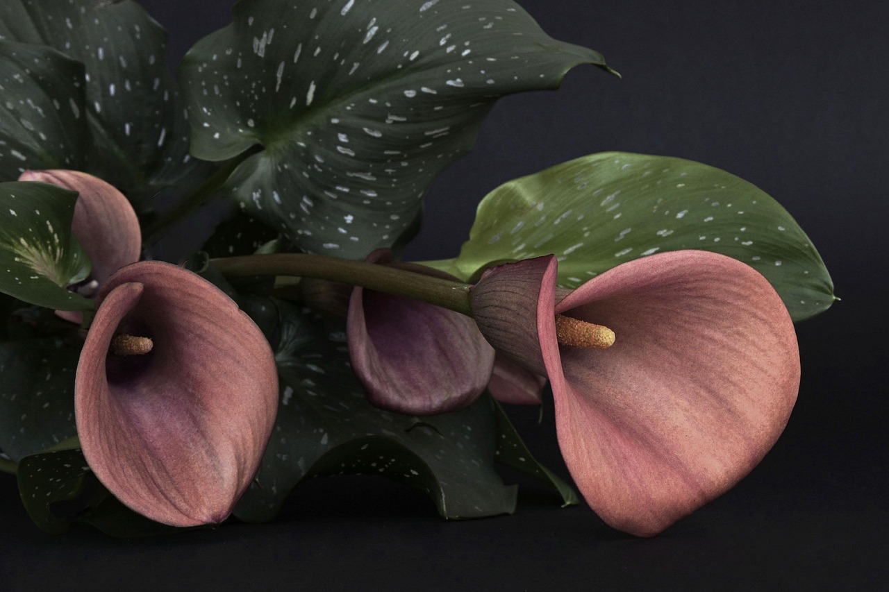 calla, flower, flower wallpaper, blossoms, trauerkarte, red, grief, flowers of mourning, beautiful flowers, immortality, flower background, nature