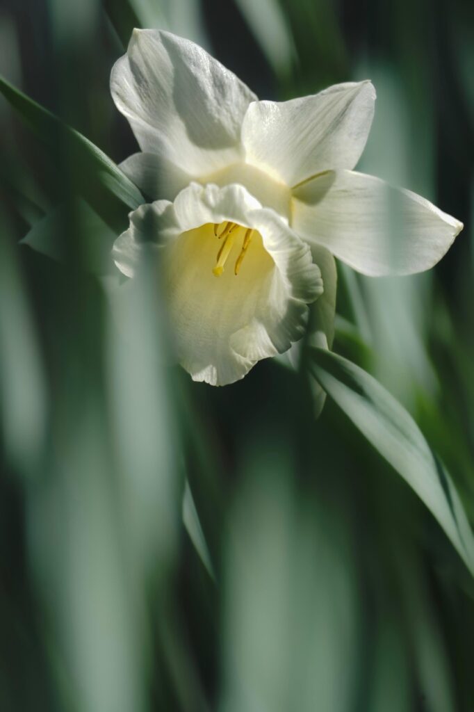 daffodil, flower, white flower, beautiful flowers, easter bell, petals, white petals, flower wallpaper, flower background, blossom, bloom, spring flower, nature