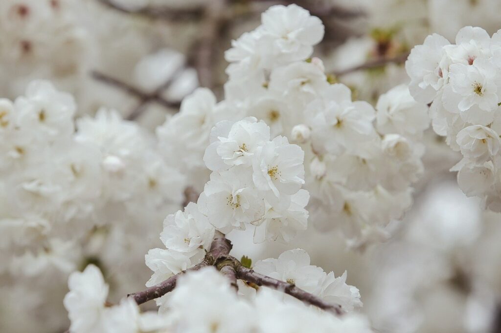 frühling, natur, blüte, insekt, pollen, hintergrund, blumen, baum, garden, botany, sonne, nature, sky, nahaufnahme, weiß, east tree, cherry blossom, branch, blooming